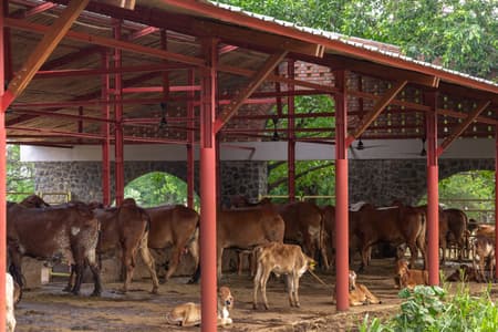 Gaughar Animal Husbandry